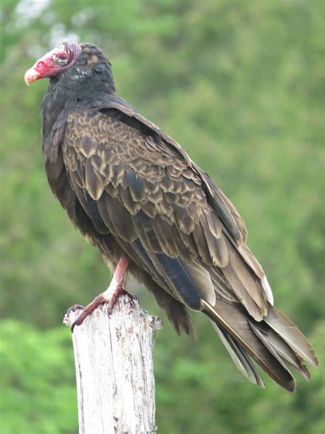 Turkey Vulture Perched On A Dead Tree Near Kirkfield Ontario Rwildlifephotography