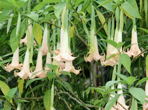 Brugmansia Arborea Angels Trumpet World Of Flowering Plants