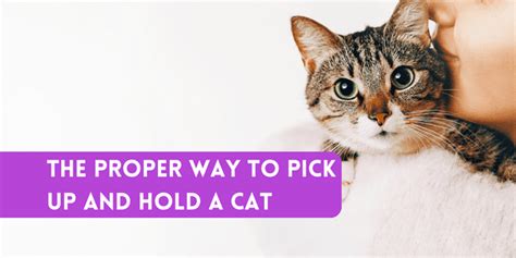 The Proper Way To Pick Up And Hold A Cat