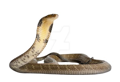 Venomous Snake Gaboon Viper King Cobra Anaconda Png Download 1024