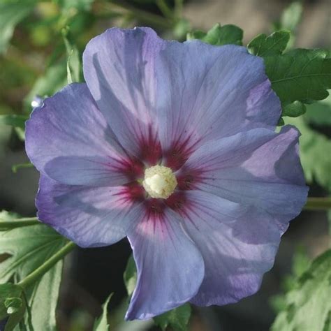 Azurri Blue Satin Hibiscus Rose Of Sharon Special Seedless Blue Rose