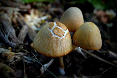 Mushrooms And Mulch Stock Photo Image Of Autumn Botanical 45028518
