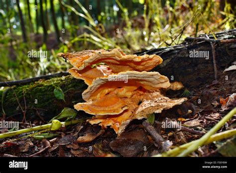 Laetiporus Sulphureus Edible Rare Mushroom Grown On Tree In The Forest