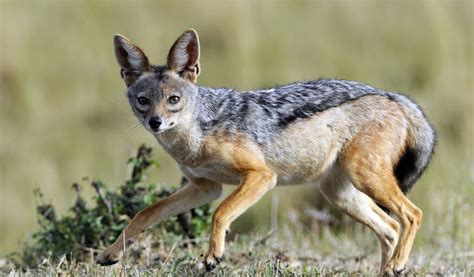 African Jackal Facts