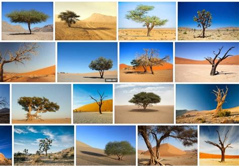 Desert Trees The Best Desert Trees With Pictures And Names Tree Types