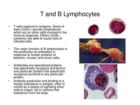 Ppt The Cells Of The Immune System Powerpoint Presentation Free