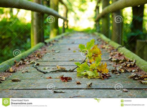 Wood Bridge In Autumn Forest Stock Photo Image Of Forest Autumn
