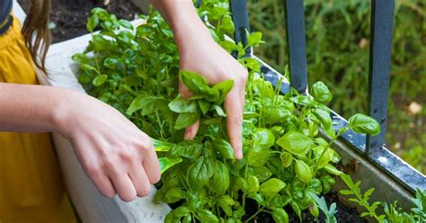 Basil Nutrition Health Benefits Uses And More