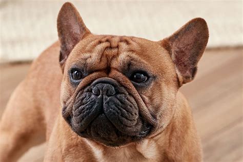 French Bulldog Dog Breed Characteristics And Care
