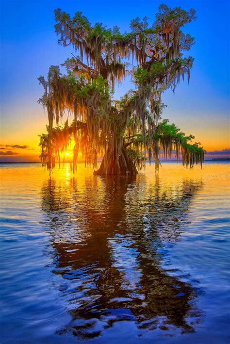 Tree Of Life Florida Cypress Tree Lake Istokpoga Sunset Justin