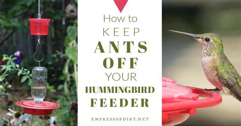 The sugar ant ranges in size from 2 to 15 millimeters. Ants on Your Hummingbird Feeder? This DIY Moat Will Stop ...