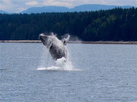 Check spelling or type a new query. 5 Day Desolation Sound Wilderness Discovery Cruise and Wildlife Tour in British Columbia, Canada ...