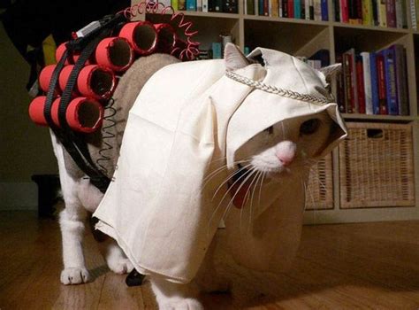 Funny Costumes For Cats 27 High Resolution Wallpaper