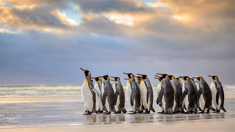 Penguins At Beach Wallpapers 1920x1080 392278