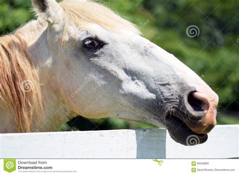 Head Shot Of A Beautiful White Horse Stock Photo Image Of Stallion