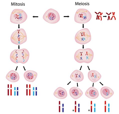 La Mitosis Y La Meiosis Consisten En La Formación De Dos O Más Células