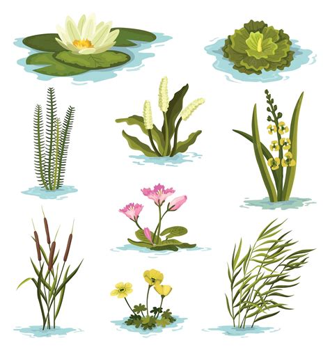 Premium Vector Marsh And Wetland Plants Collection Hand Drawn