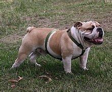 Below is the list of registered dog breeders that have advertisements on our site. Bulldog - Wikipedia