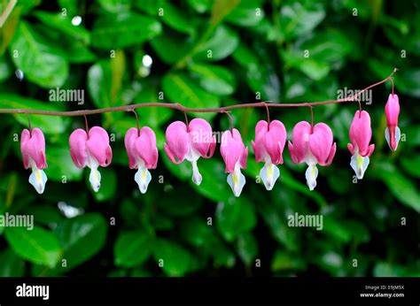 Bleeding Hearts In Garden Hi Res Stock Photography And Images Alamy