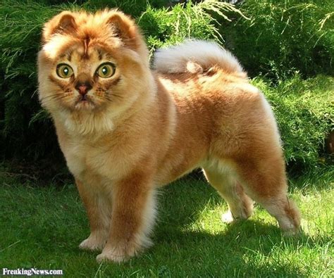 Real Life Cat Dog Hybrid Cats Blog