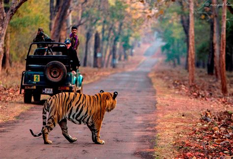 Tijgers In Ranthambhore National Park 333travel