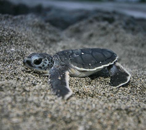 Edge Of The Plank Cute Animals Baby Sea Turtles