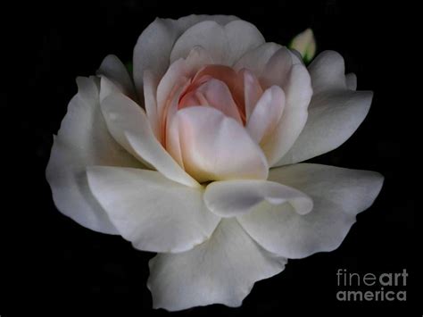 White Rose Photograph By Jasna Dragun Fine Art America