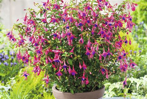 Check spelling or type a new query. 3 of the best perennials for containers