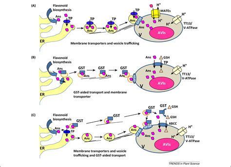 This larger group also includes heavy metals, construction of xenobiotics sensu strictu are defined as available sequence information for prokaryotic genomes. Flavonoid transport mechanisms: how to go, and with whom ...