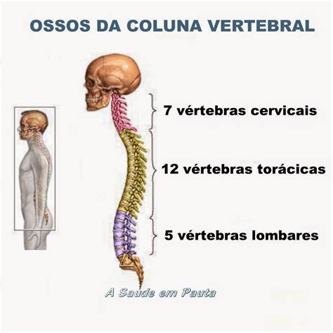 Ossos Do Corpo Humano Nomes Função E Localização A Saúde Em Pauta