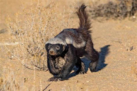 Watch A Honey Badger Escape The Clutches Of A Python Then Take On