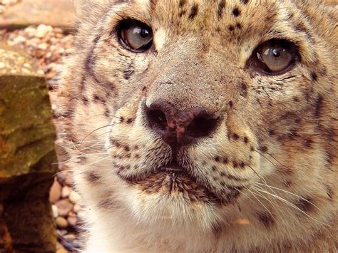 Snow Leopard Face Stephen Doyle Flickr