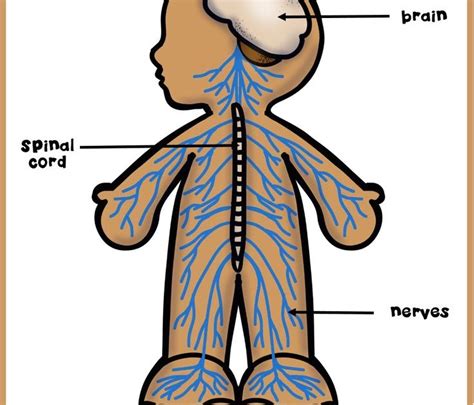 Central Nervous System Diagram For Kids Kids Can Explore The Central