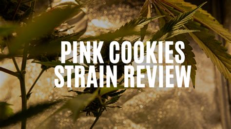 Pink Cookies Strain Review Pink Cookies Strain Reviewgreen Theory