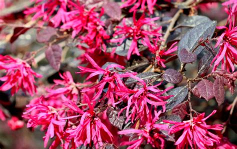 The Terrifying Beauty Of Spring And How Crimson Fire Loropetalum Can
