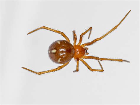 Aranha Com Pata Vermelha