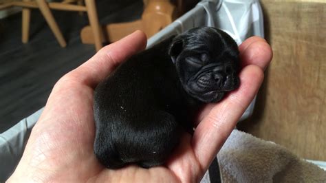 Baby Newborn Too Cute Pugs Puppy Newborn Baby