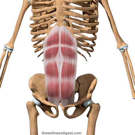 Rectus Abdominis Muscle Origin Insertion Action The Wellness Digest