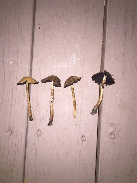 Magic Mushrooms Mushroom Hunting And Identification Shroomery