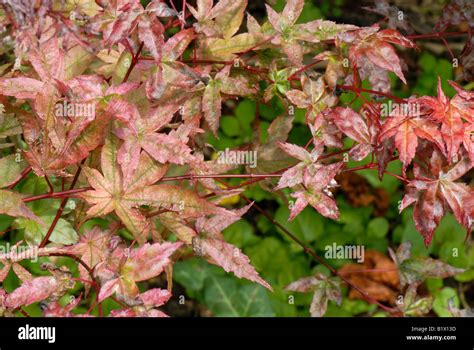 Powdery Mildew On The Leaves Of A Small Red Leaved Japanese Maple Stock