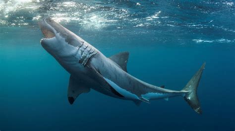 Great White Sharks Cant See A Difference Between Humans And Prey