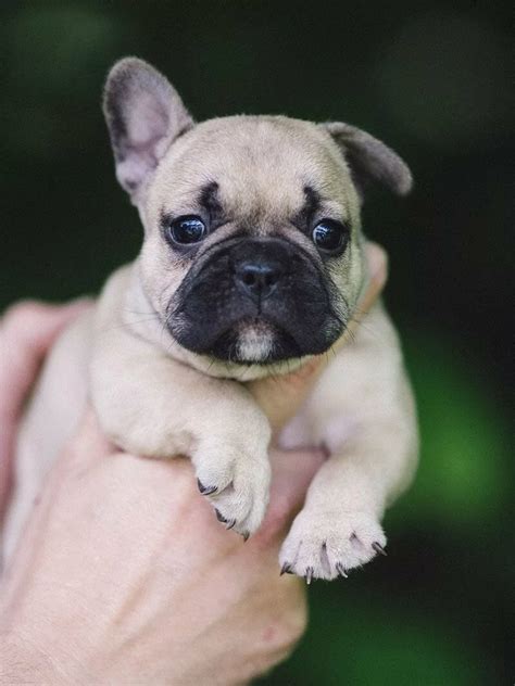 39 French Bulldog Puppies Breeders Near Me Pic Bleumoonproductions
