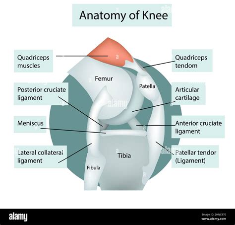 Anatomy Knee Joint Cross Section Vector Illustration Stock Vector