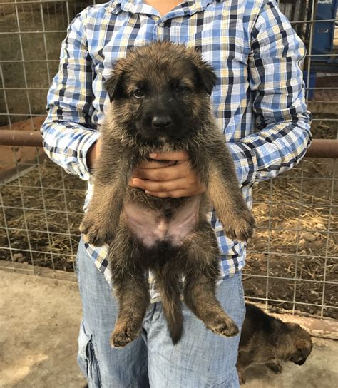 German Shepherd Puppies For Sale San Antonio Tx 241158