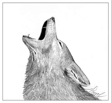 Coyotes: Decoding Their Yips, Barks, and Howls - - The Adirondack Almanack