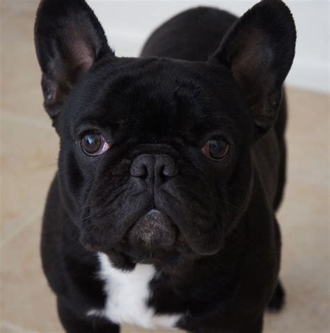 Ive Decided On A Black Bulldog Black French Bulldogs Frenchie Puppy