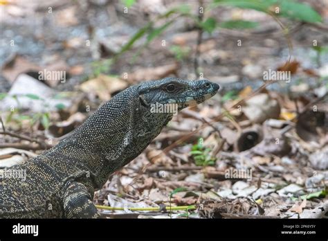 Lace Goanna Or Lace Monitor Varanus Varius On The Rainforest Floor Cape Tribulation Far