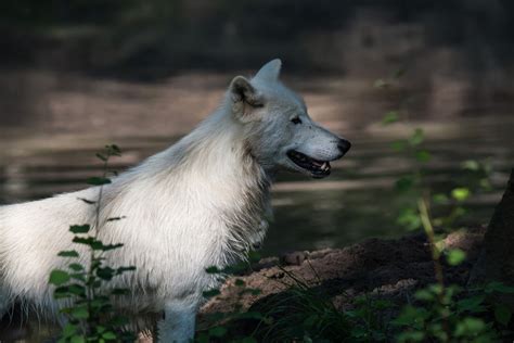 Polarwolf Foto And Bild Tiere Zoo Wildpark And Falknerei Natur Bilder