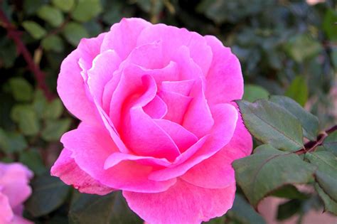 Beautiful Pink Rose Free Stock Photo Public Domain Pictures