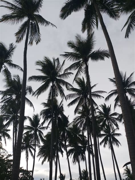Aesthetic Palm Tree Phone Wallpapers - Top Free Aesthetic Palm Tree